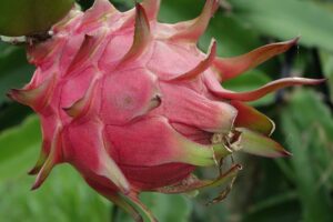manfaat buah naga bagi kesehatan
